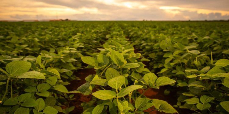 La Niña pode se instalar de novembro para dezembro; veja clima e impactos no agro