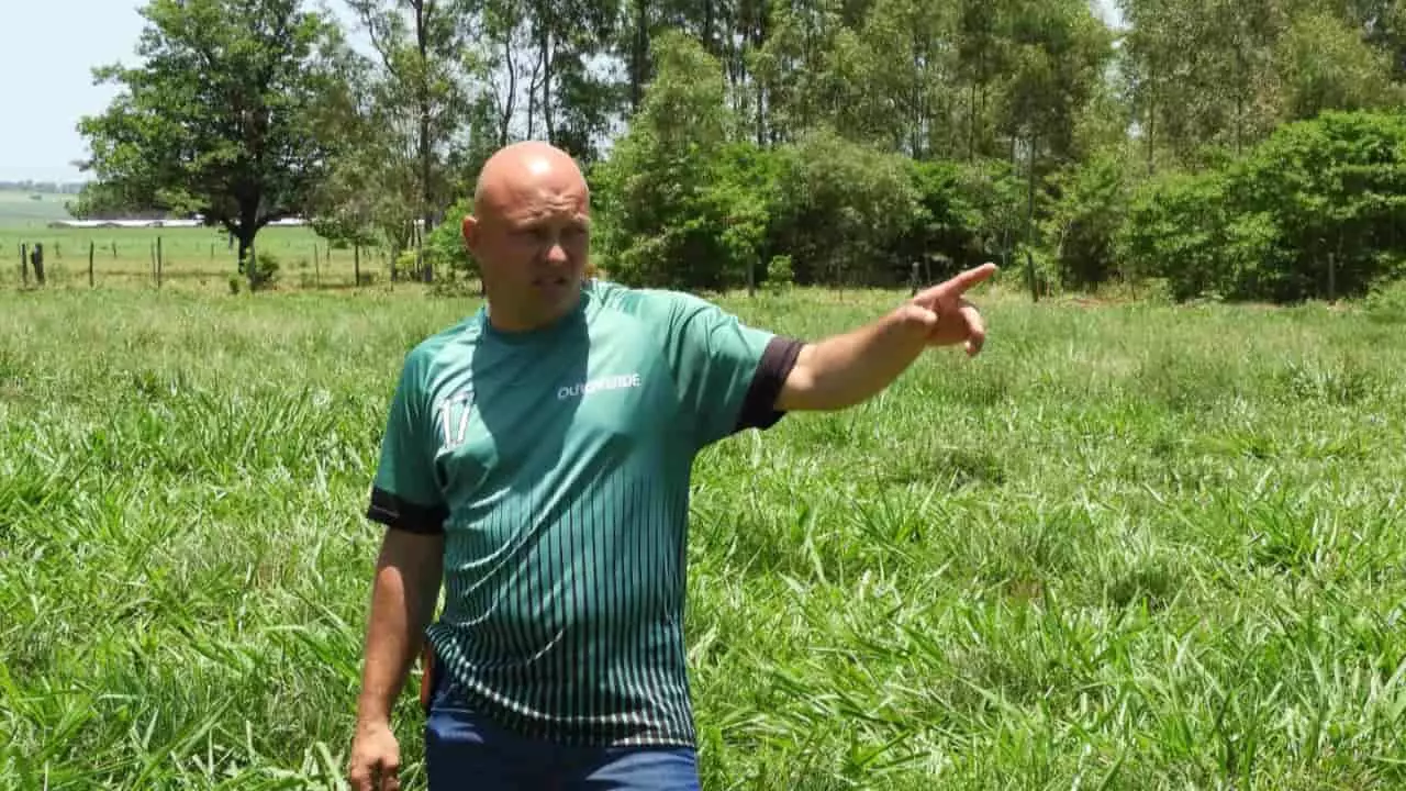 Produtor Heder Simões de Jateí-MS, em área renovada com o Sistema Diamantino. 