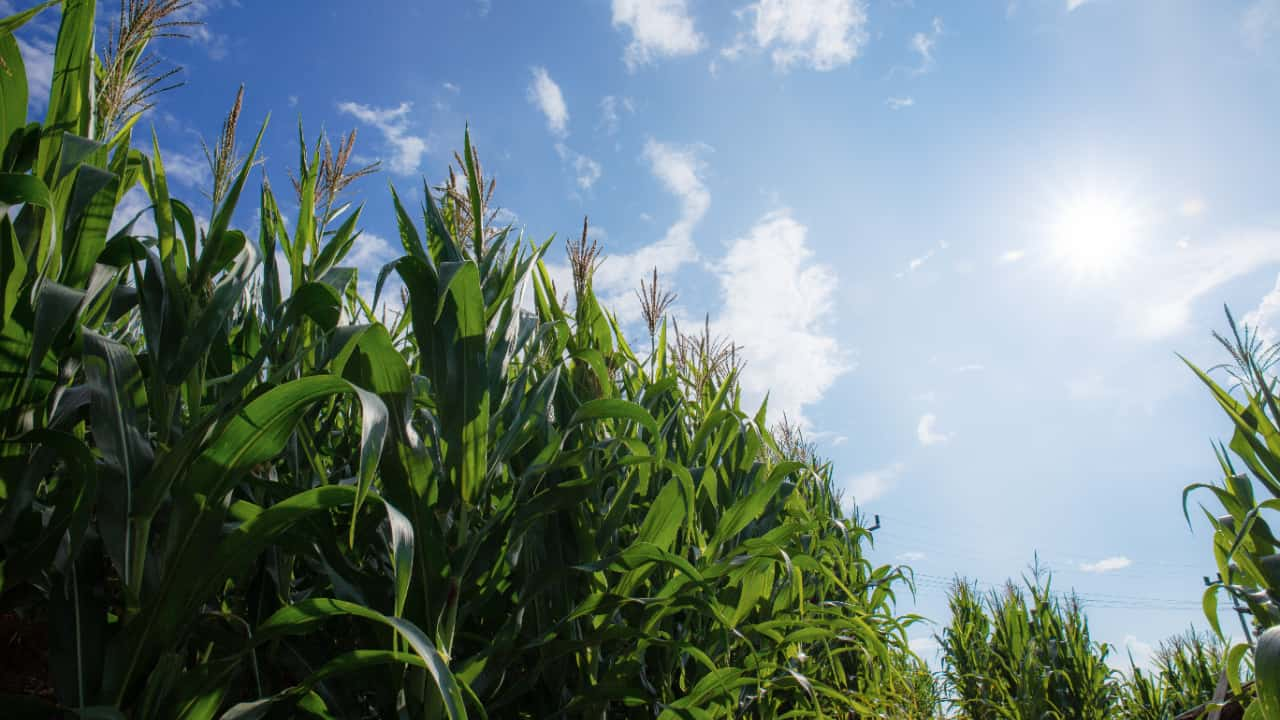 Temperaturas médias devem variar de 20°C a 36°C. 