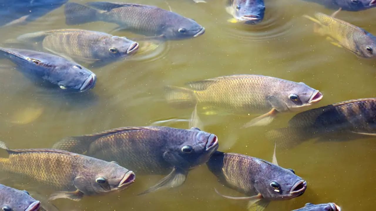 Tilápia é o peixe mais cultivado do Brasil. 