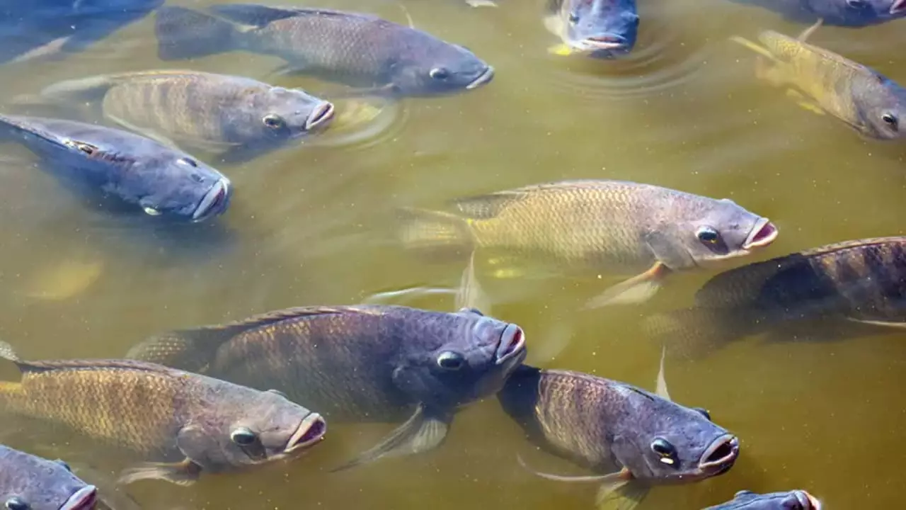 Couro de tilápia vira matéria-prima de roupas, sapatos e outros produtos 3 Tilápia é o peixe mais cultivado do Brasil.