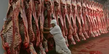 Exportações de carne bovina batem recorde e crescem 43% em outubro no Brasil