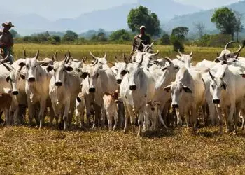 Abate de bovinos atinge alta de 1,06 milhões de animais em Goiás; confira os dados