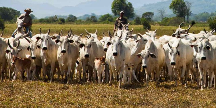 Abate de bovinos atinge alta de 1,06 milhões de animais em Goiás; confira os dados