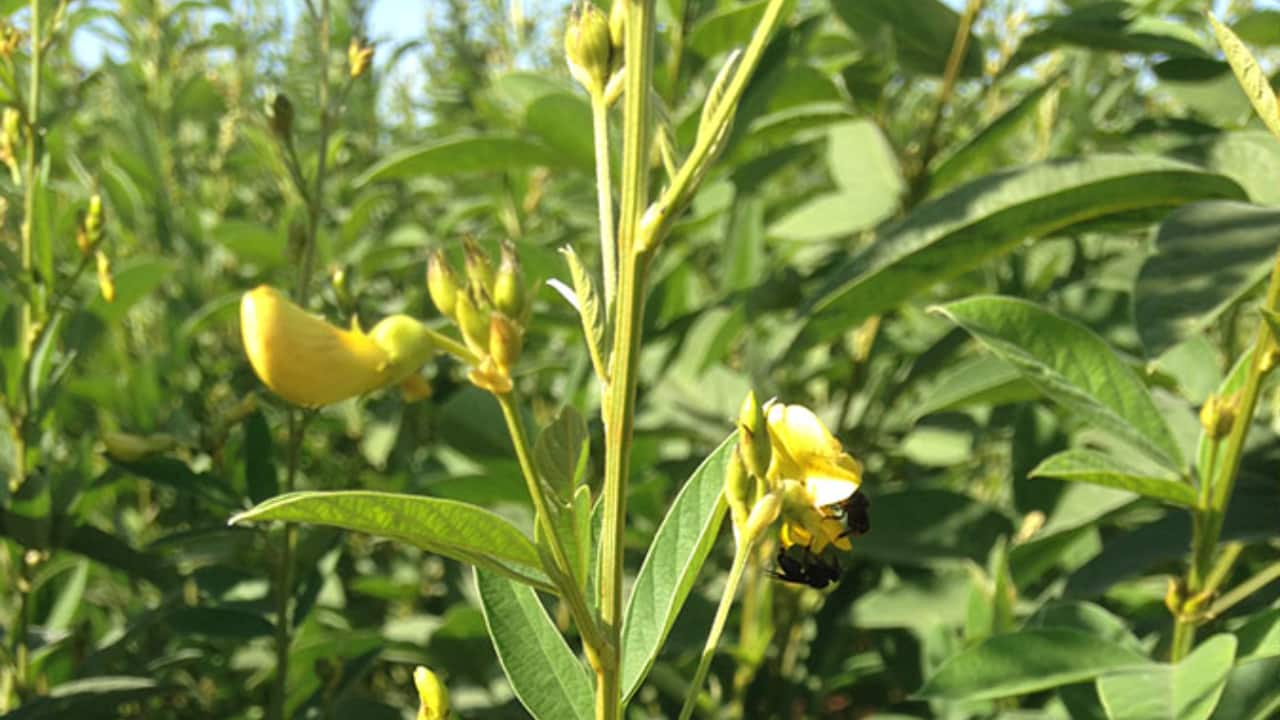 BRS Guatã é rica em proteína para o gado, opção como planta de cobertura e adubo verde.