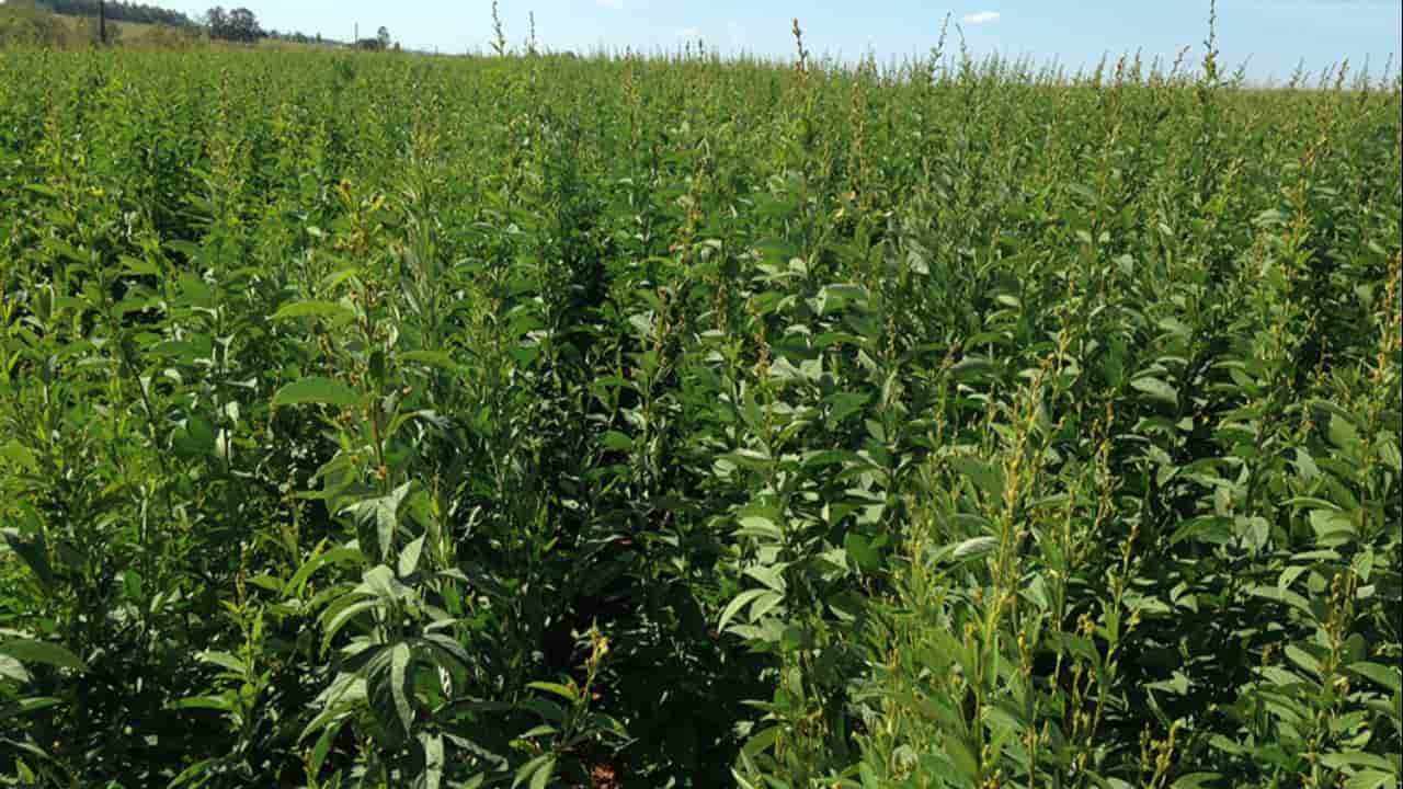 Variedade de feijão guandu é adubação verde que combate pragas e alimenta animais