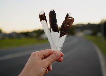 Brasil abre mercado para exportação de penas de aves para o Canadá