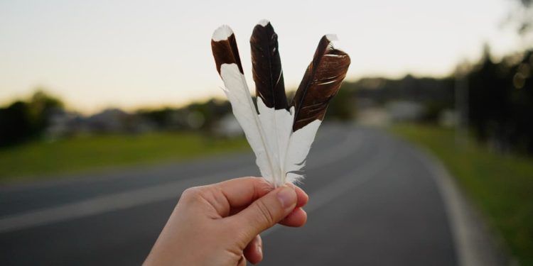 Brasil abre mercado para exportação de penas de aves para o Canadá