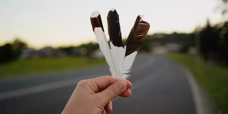 Brasil abre mercado para exportação de penas de aves para o Canadá 1 Brasil abre mercado para exportação de penas de aves para o Canadá