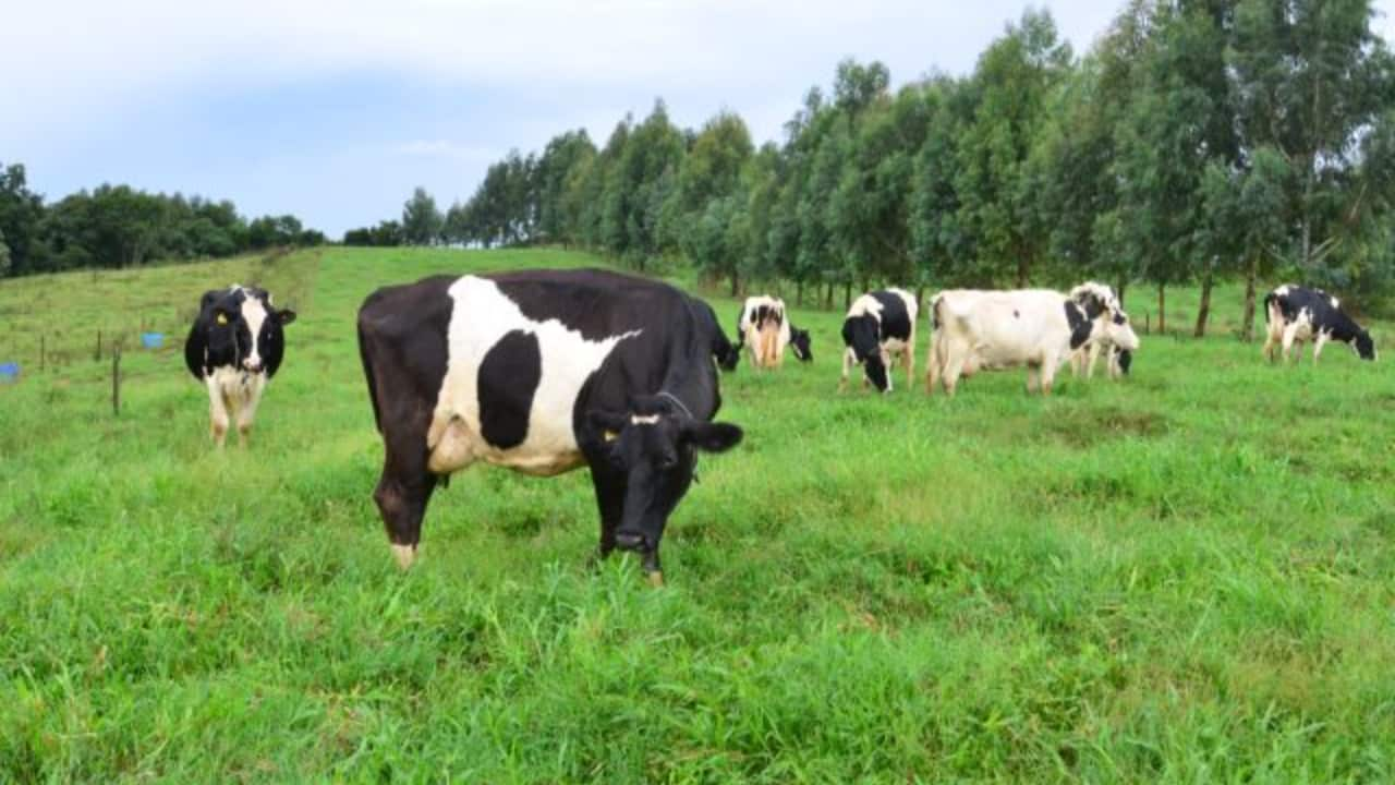 Brasil é um grande produtor de carne e leite a pasto. 