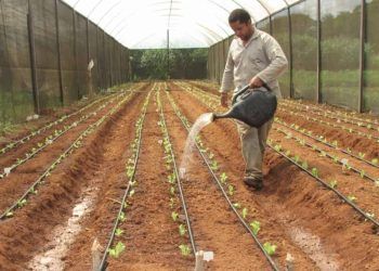 Confira a importância da lei de bioinsumos para pesquisas de uso agrícola