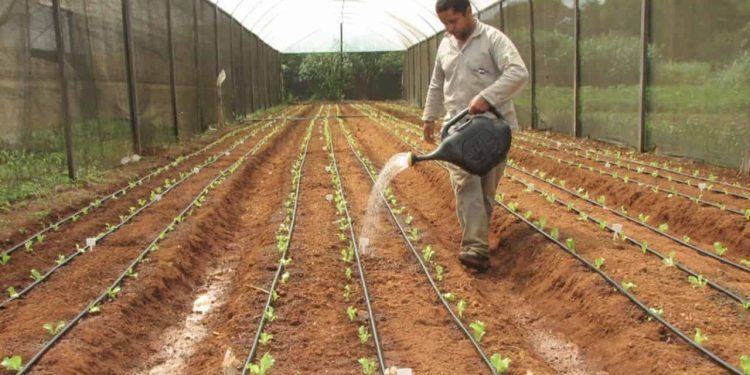 Confira a importância da lei de bioinsumos para pesquisas de uso agrícola