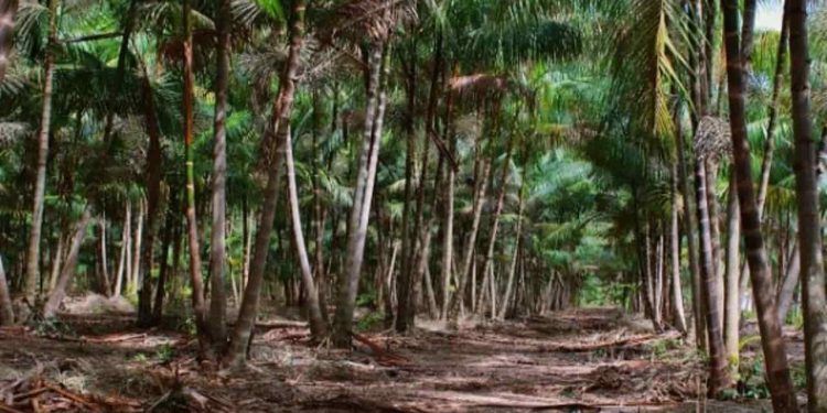 Confira como o manejo sustentável ajuda recuperar produção de açaí