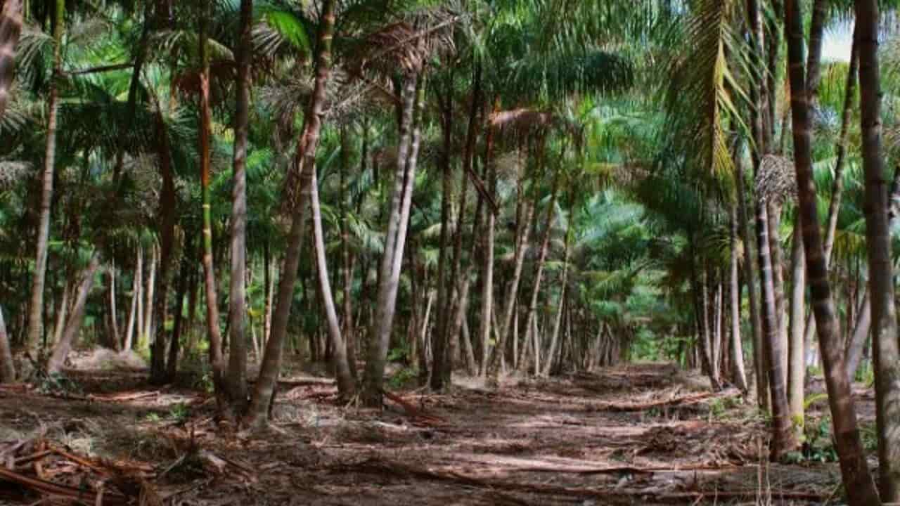 Confira como o manejo sustentável ajuda recuperar produção de açaí