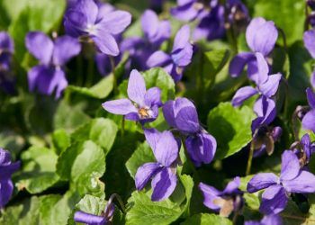 Confira o guia completo de como plantar violeta em casa e os cuidados necessários