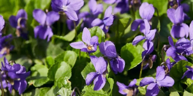 Confira o guia completo de como plantar violeta em casa e os cuidados necessários