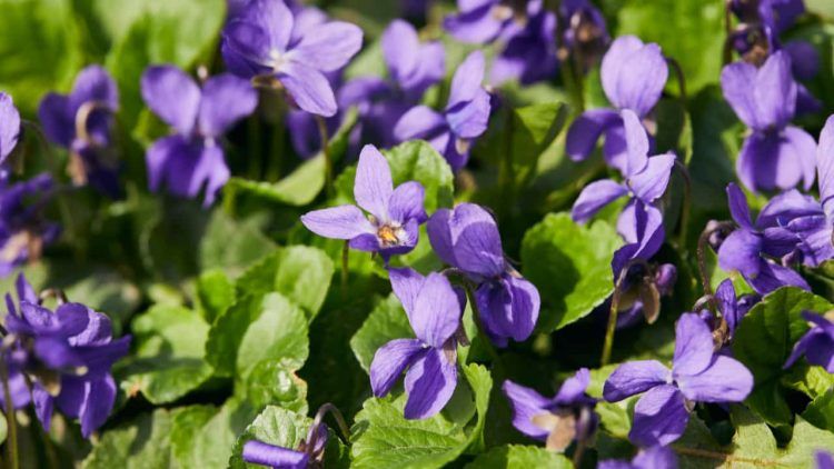 Confira o guia completo de como plantar violeta em casa e os cuidados necessarios