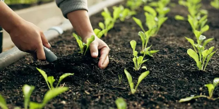 Curso online e gratuito orienta produtores na produção integrada; confira 1 Curso online e gratuito orienta produtores na produção integrada; confira