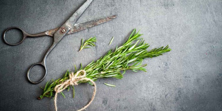 Descubra as plantas medicinais que você pode cultivar em casa e seus benefícios