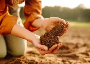 Dia Mundial do Solo confira como cuidar do recurso natural essencial para a vida