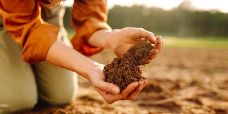 Dia Mundial do Solo confira como cuidar do recurso natural essencial para a vida