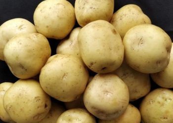 Embrapa abre edital para multiplicação de nova cultivar de batata para 2025