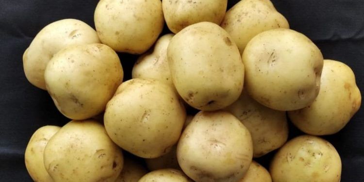 Embrapa abre edital para multiplicação de nova cultivar de batata para 2025