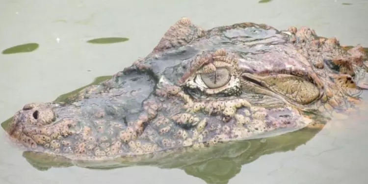 Frigorífico de jacarés em São Paulo recebe SIF e amplia comercialização; entenda 1 Frigorífico de jacarés em São Paulo recebe SIF e amplia comercialização; entenda