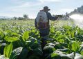 Mais de 20 defensivos agrícolas são aprovados para fortalecer o manejo no campo