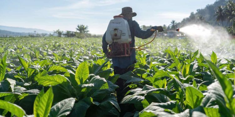 Mais de 20 defensivos agrícolas são aprovados para fortalecer o manejo no campo