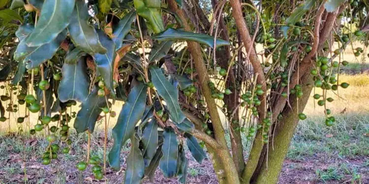 Pesquisadores identificam as principais doenças da macadâmia no Brasil 1 Pela primeira vez, identificadas as principais doenças que atingem a noz macadâmia no Brasil.