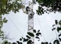 Primeira torre da Amazônia é construída para medir gases do efeito estufa