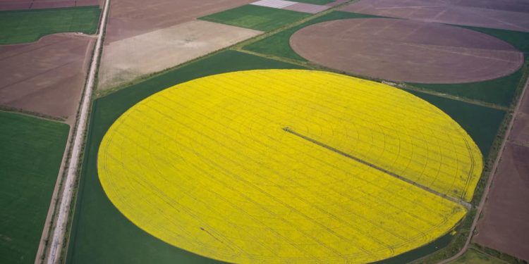 Oeste baiano se torna o maior polo de irrigação por pivôs centrais do Brasil