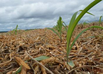 Milho cultivado antes da colheita da soja aumenta 287% em produtividade, diz estudo