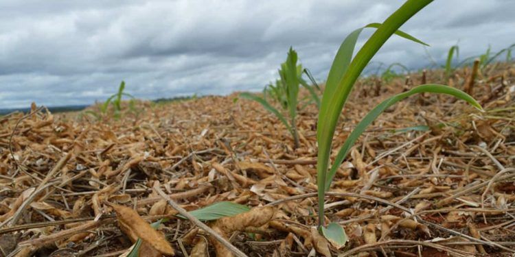 Milho cultivado antes da colheita da soja aumenta 287% em produtividade, diz estudo