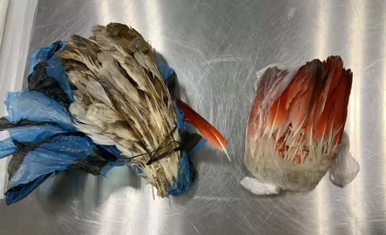 Brasil abre mercado para exportação de penas de aves para o Canadá 2 Mapa apreende 300 penas de aves vindas da Nigéria no Aeroporto de Guarulhos