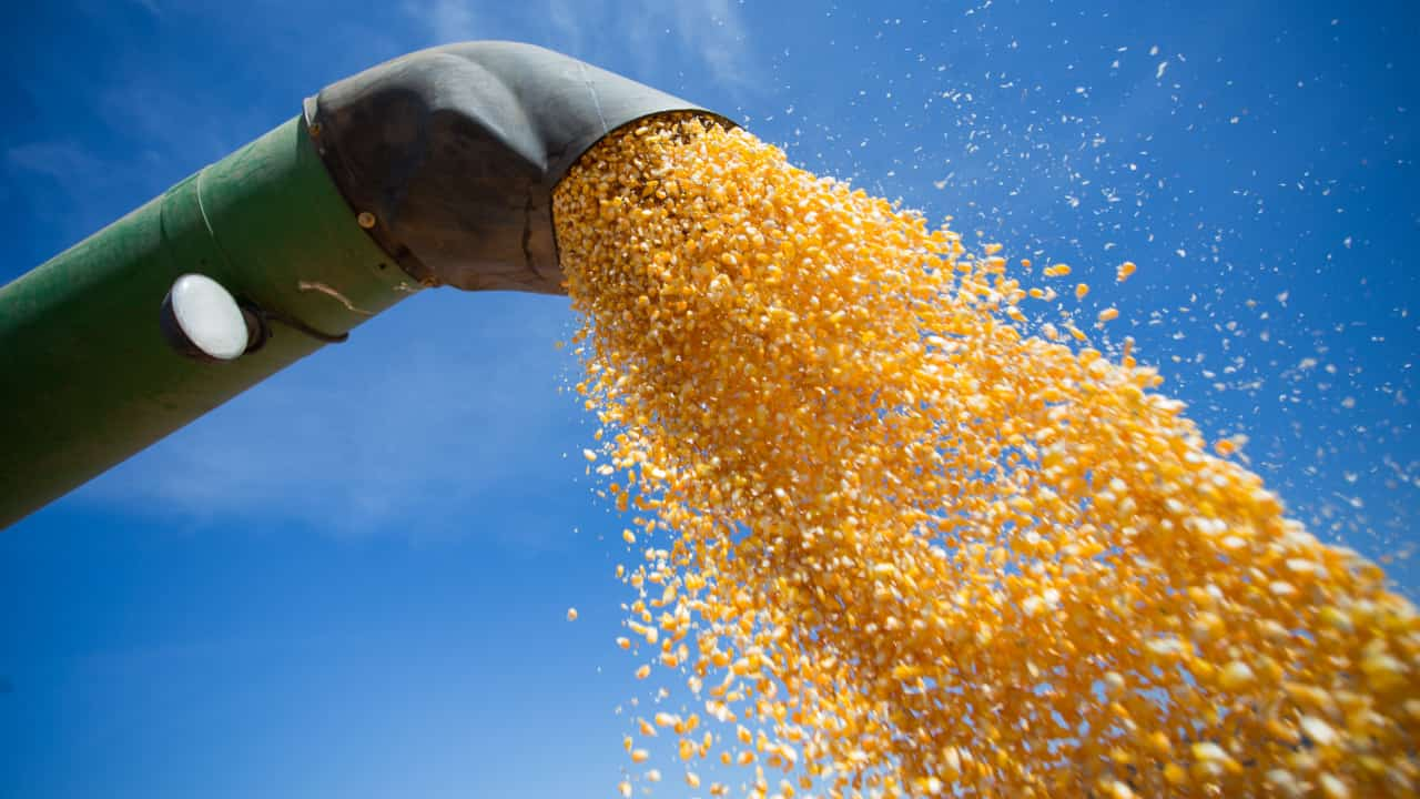 Área plantada e produtividade também deve subir.