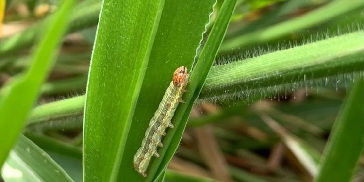 Artigo de pesquisadora da Embrapa aponta causas de maior infestação dessas pragas. Foto: Divulgação/Embrapa Gado de Corte