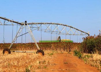 Sorgo-biomassa é alternativa para geração de energia sustentável no Brasil