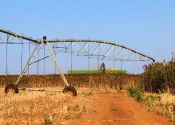 Sorgo-biomassa é alternativa para geração de energia sustentável no Brasil