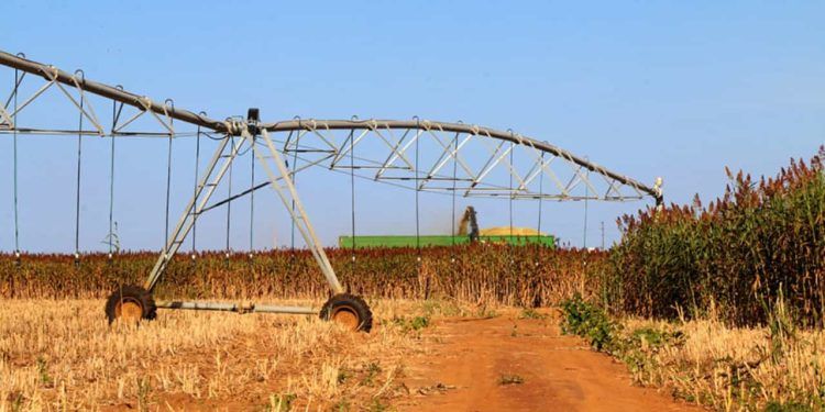 Sorgo-biomassa é alternativa para geração de energia sustentável no Brasil