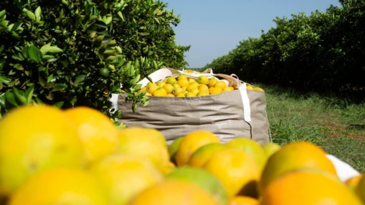 Boa parte dessas frutas deve ser colhida fora de época. 