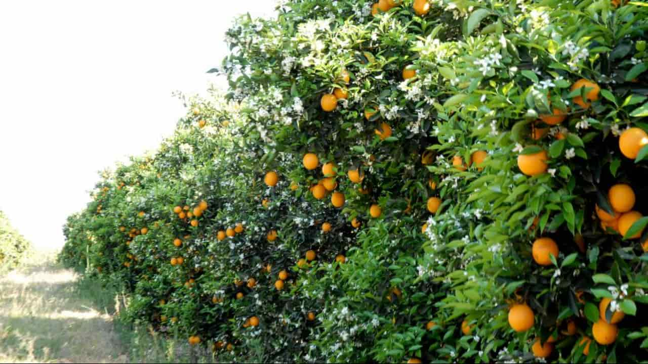 Chuvas acima da média estimularam floração tardia. 