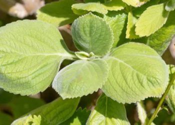 Confira como plantar boldo em casa e os cuidados necessários com o cultivo da planta medicinal