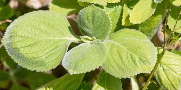 Confira como plantar boldo em casa e os cuidados necessários com o cultivo da planta medicinal