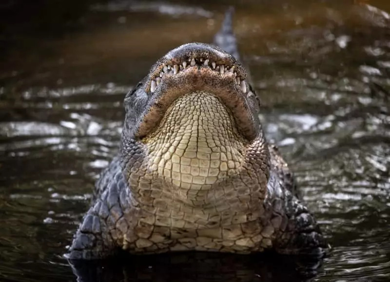 Frigorífico de jacarés em São Paulo recebe SIF e amplia comercialização; entenda 3 Criadouro de jacaré