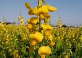 Livro apresenta e ensina manejo de 70 plantas de cobertura para agricultura