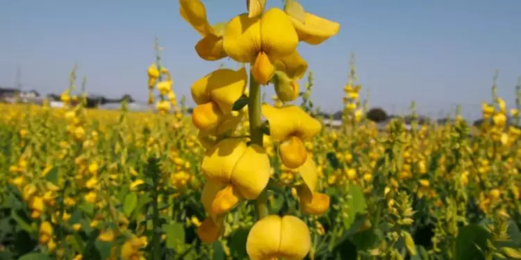 Livro apresenta e ensina manejo de 70 plantas de cobertura para agricultura