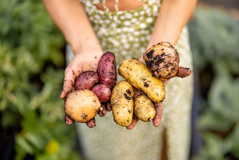 Cultivar de batata