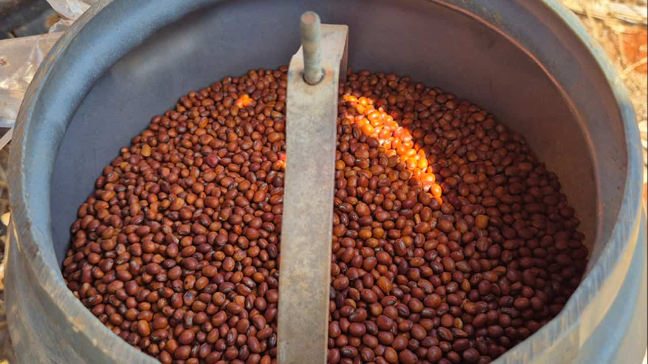 Cultivar oferece solução para o manejo de pragas, produção de alimentos e sustentabilidade. 